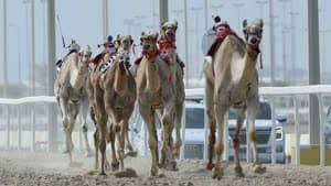 ميدان الشحانية