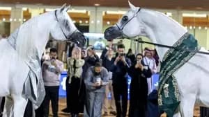 مهرجان العالم لخيل الجزيرة
