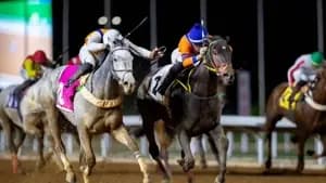 موسم سباقات الخيل المحلية.