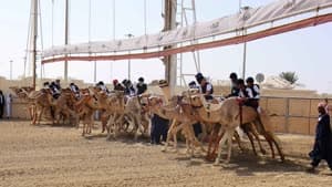 مهرجان سيف الامير