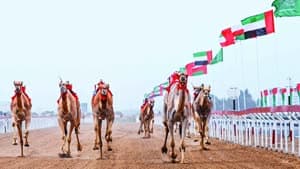 سباقات الهجن العربية