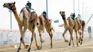 سباق المفاريد