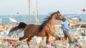 خيل الجزيرة