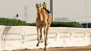 أرياف