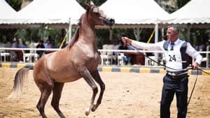 بطولة الأردن الوطنية للخيول العربية الأصيلة