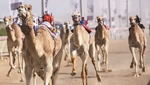 سباق الهجن.