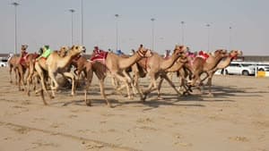 سباق الهجن