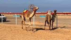 سباقات الهجن بالعريش