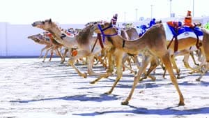 سباق الهجن
