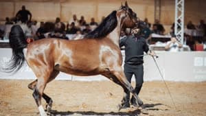 بطولة جمال الخيل العربية