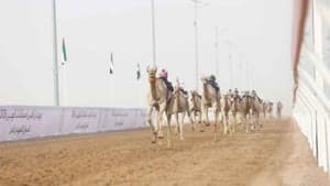 الشاهينية