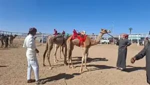 سباق الهجن الدولى