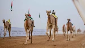 مهرجان العين للهجن