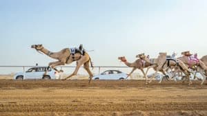 هجن الطائف