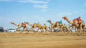 مهرجان ولي العهد