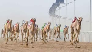 ميدان الهجن بالطائف