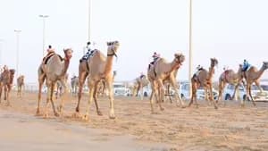 سباق الهجن