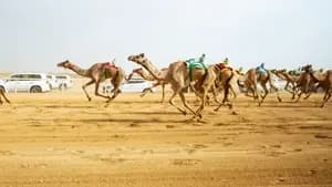 كأس الاتحاد في الطائف