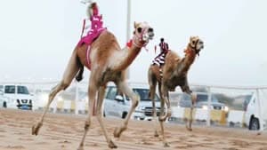 السباق المحلي الثاني للهجن