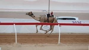 مهرجان العين لسباقات الهجن