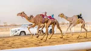 مهرجان ولي العهد