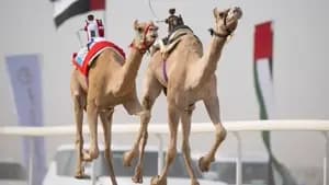 مهرجان الظفرة