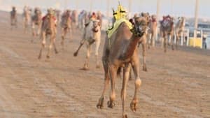 السباق المحلي الثالث للهجن