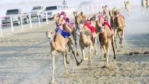 سباقات الهجن