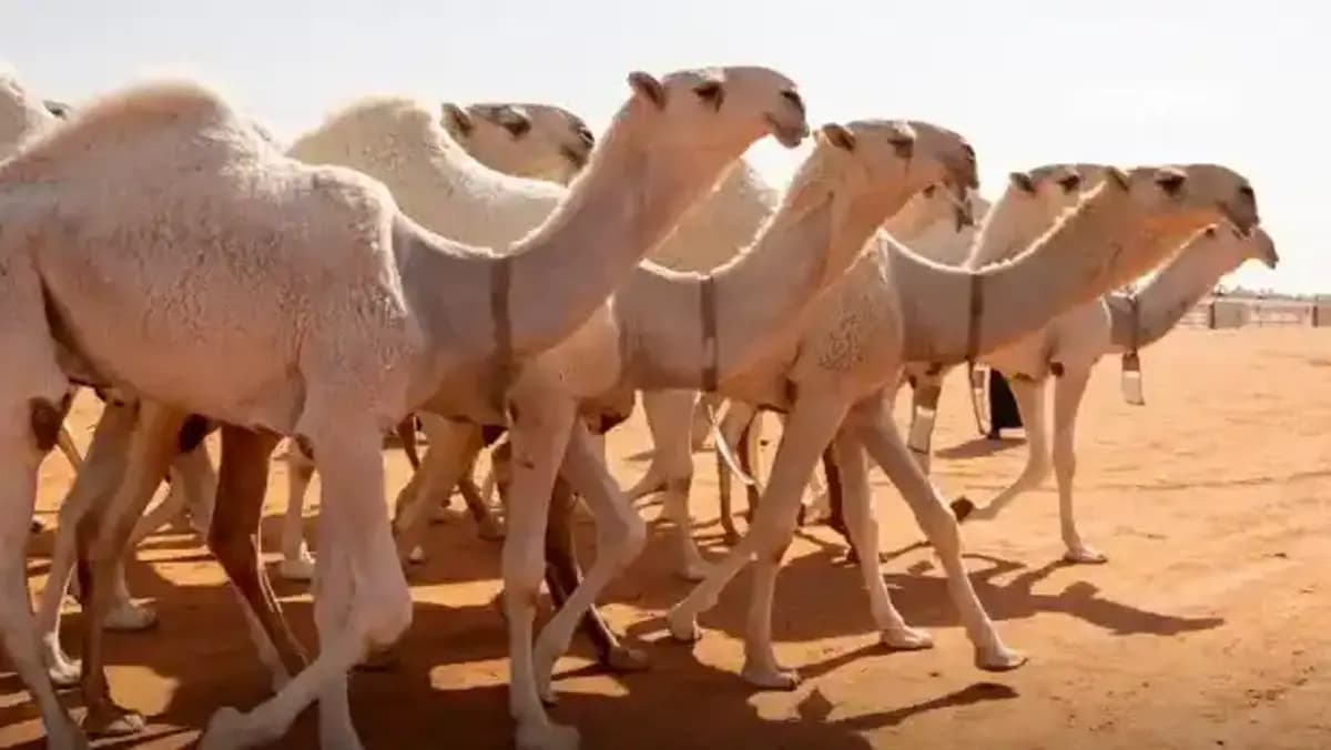 مهرجان ولي العهد للهجن