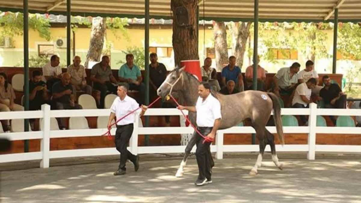مزاد الخيول
