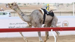 البراحة