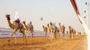 سباقات الهجن