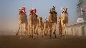 سباقات الهجن