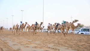 سباق الهجن