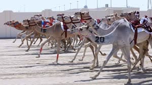 سباق الهجن