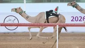مهرجان العين للهجن
