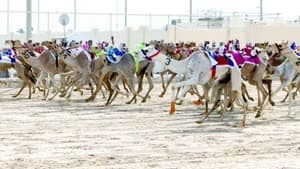 المهرجان الصيفي للهجن 2026.