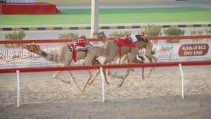 سباقات الهجن العُمانية